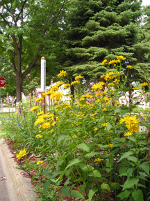 garden
